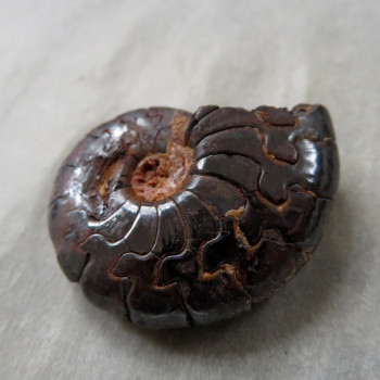 Goniatite/Hematite Ammonite, No. 08