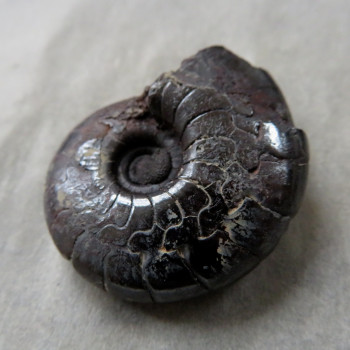Goniatite/Hematite Ammonite, No. 09