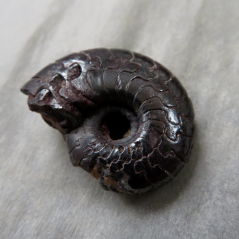 Goniatite/Hematite Ammonite, No. 010