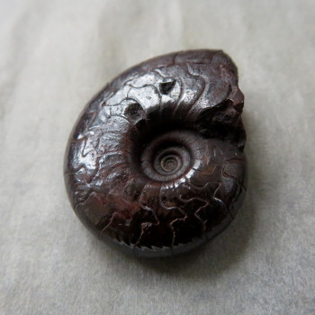 Goniatite/Hematite Ammonite, No. 011