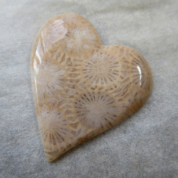 Fossil coral, Indonesia, cabochon no.A1