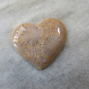 Fossil coral, Indonesia, cabochon no.A2