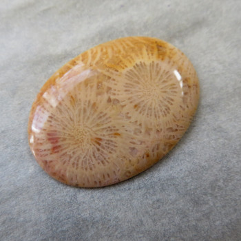 Fossil coral, Indonesia, cabochon no.A3