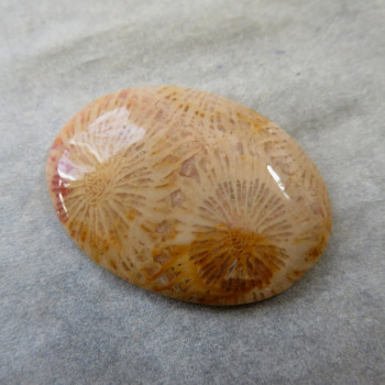 Fossil coral, Indonesia, cabochon no.A4