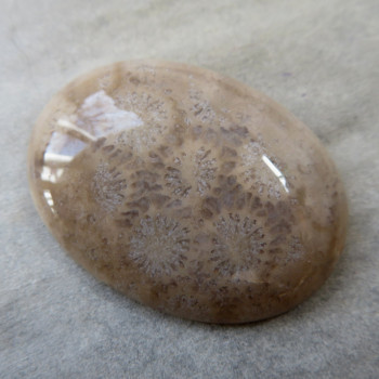Fossil coral, Indonesia, cabochon no.A5