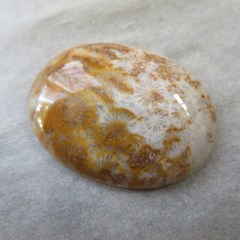 Fossil coral, Indonesia, cabochon no.A6