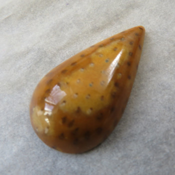 Petrified palm tree, cabochon no.3