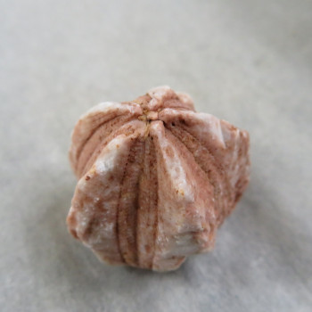 Fosilní Lilijice (Crynoidea)  č.1