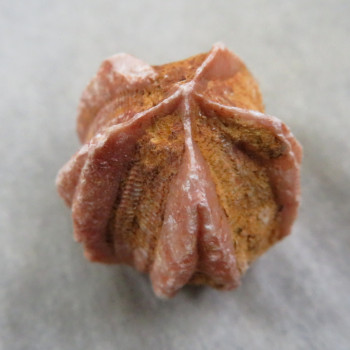 Fosilní Lilijice (Crynoidea)  č.3