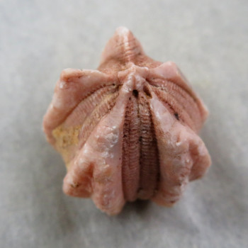 Fosilní Lilijice (Crynoidea)  č.4