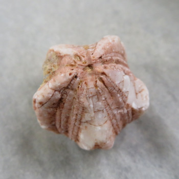 Fosilní Lilijice (Crynoidea)  č.5