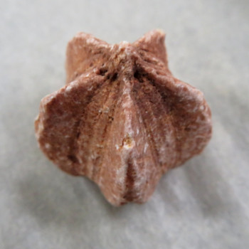 Fosilní Lilijice (Crynoidea)  č.6