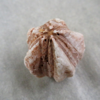 Fosilní Lilijice (Crynoidea)  č.8