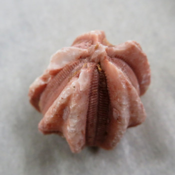 Fosilní Lilijice (Crynoidea)  č.9