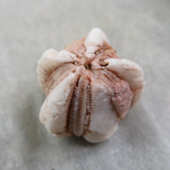 Fosilní Lilijice (Crynoidea)  č.12