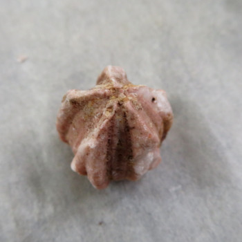 Fosilní Lilijice (Crynoidea)  č.13