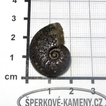 France Amonite, Pyrite P3 | www.sperkove-kameny.cz