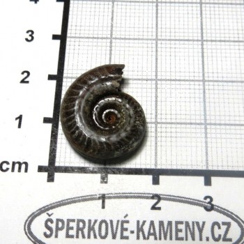 Amonit Francie, pyritový P11| šperkové-kameny.cz