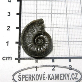 Amonit Francie, pyritový P12| šperkové-kameny.cz