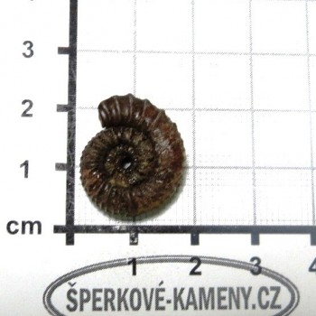 Amonit Francie, pyritový P13| šperkové-kameny.cz