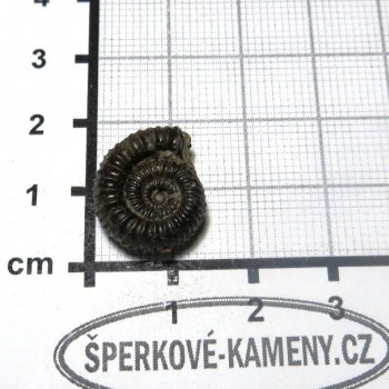Amonit Francie, pyritový P16| šperkové-kameny.cz