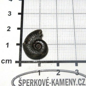 Amonit Francie, pyritový P20| šperkové-kameny.cz