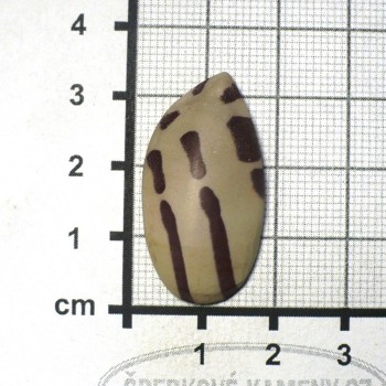 Zebra stone, Austrálie, kabošon č.1 | šperkové-kameny.cz
