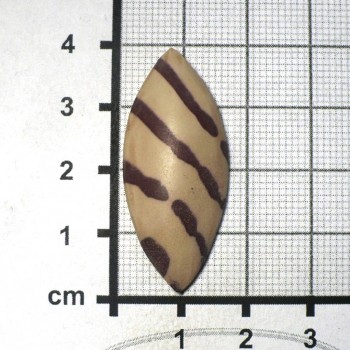Zebra stone, Austrálie, kabošon č.2 | šperkové-kameny.cz