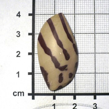 Zebra stone, Austrálie, kabošon č.3