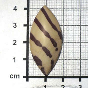 Zebra stone, Austrálie, kabošon č.4 | šperkové-kameny.cz