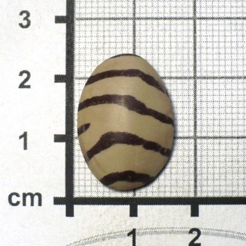 Zebra stone, Austrálie, kabošon č.6 | šperkové-kameny.cz
