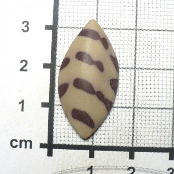 Zebra stone, Austrálie, kabošon č.12 | šperkové-kameny.cz