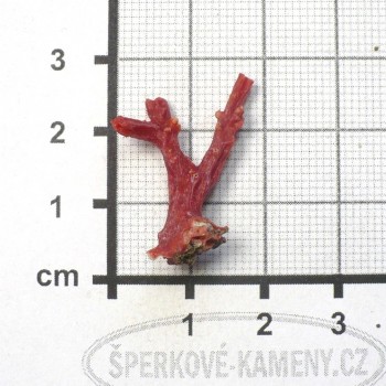 pravý červený korál, větvička č. 5| www.sperkove-kameny.cz