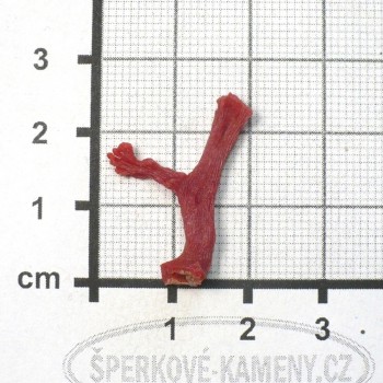 pravý červený korál, větvička č. 7| www.sperkove-kameny.cz