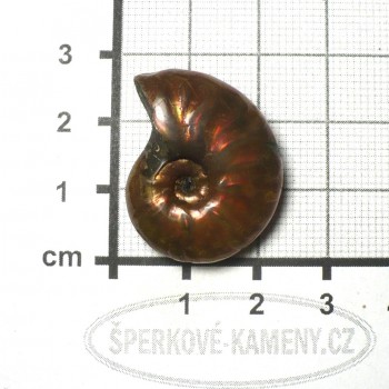 Amonit, extra perleťový, č.5| šperkové-kameny.cz