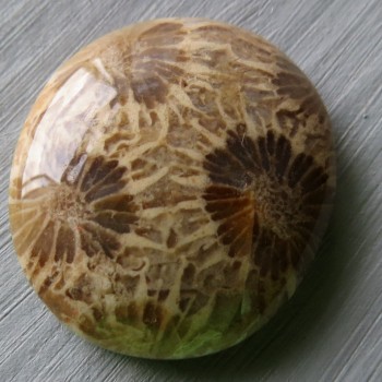 Fosilní korál, Indonésie, kabošon č.6